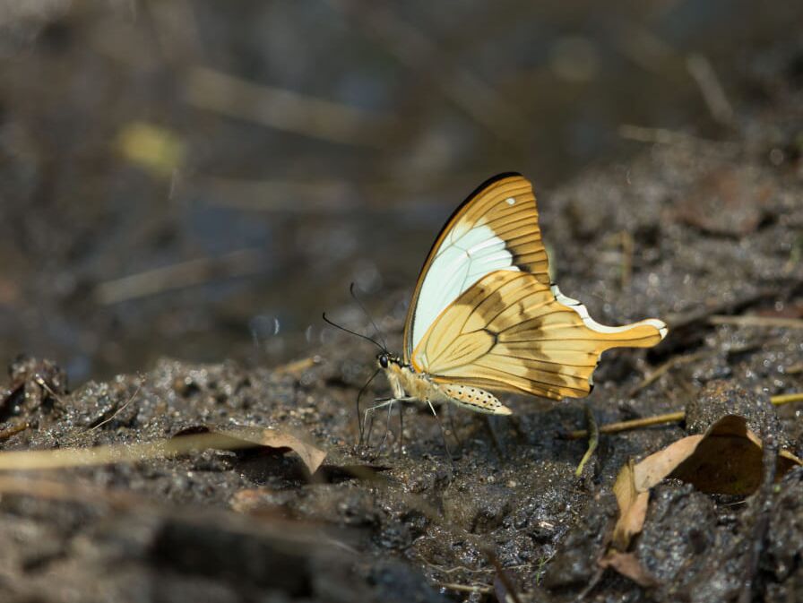 Yayu Nature Biological Diversity