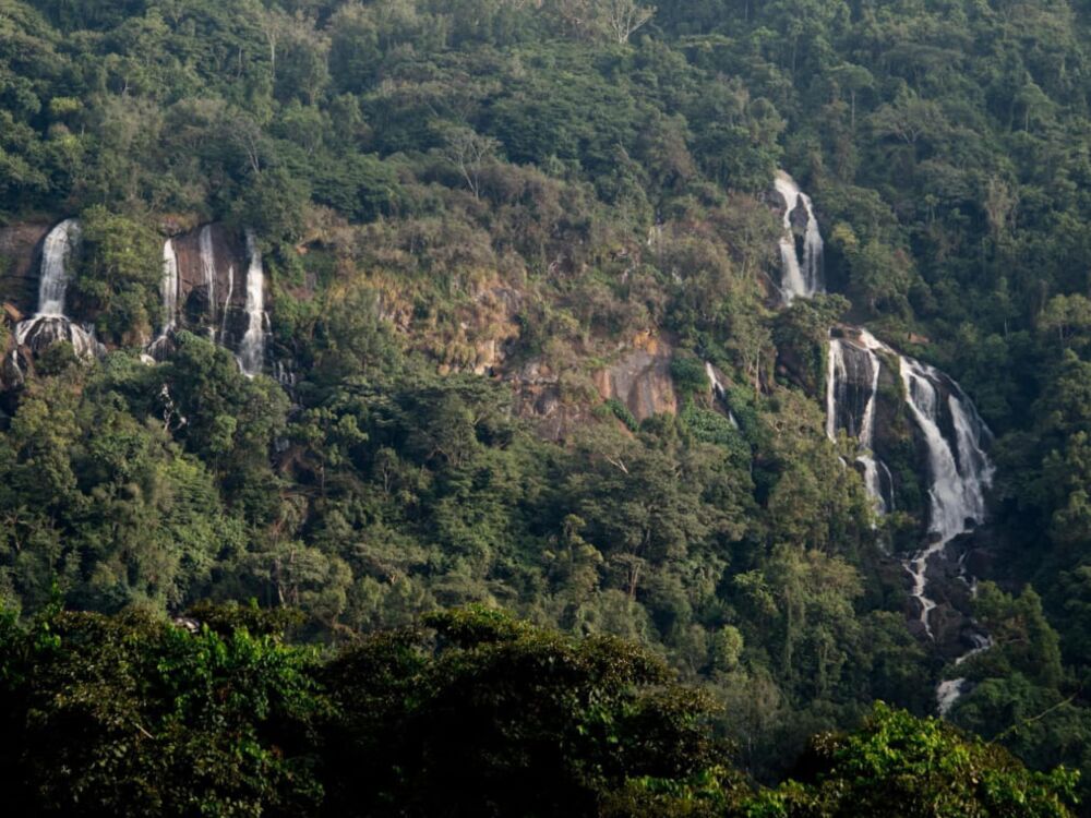 Yayu Montane Rainforests and Coffee Culture
