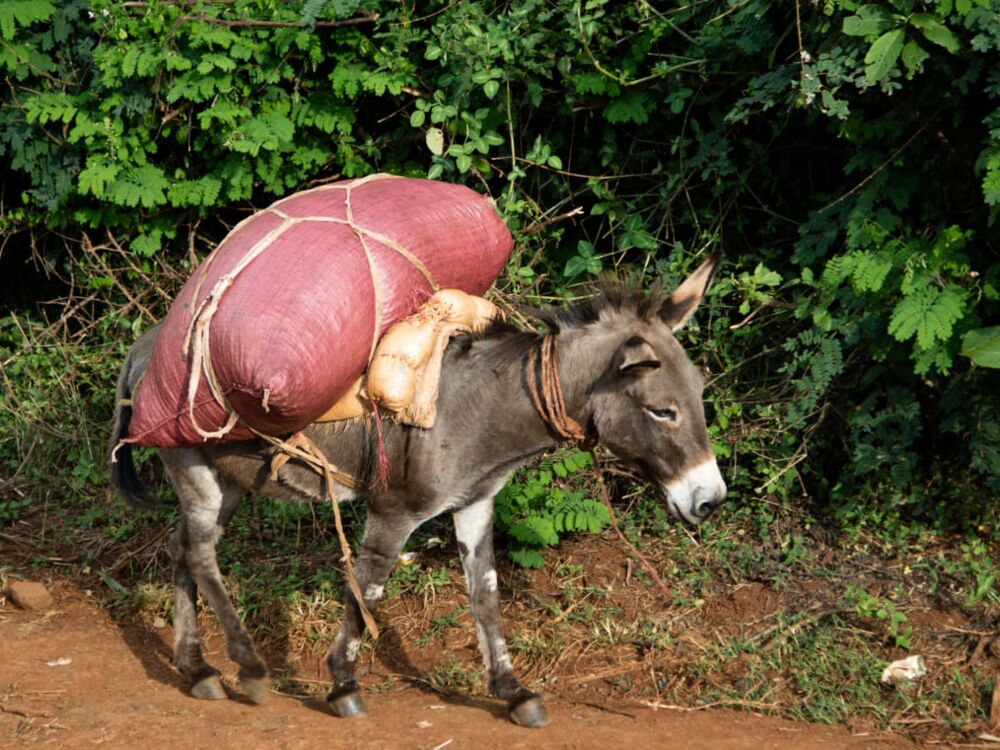 Yayu Visit October to February