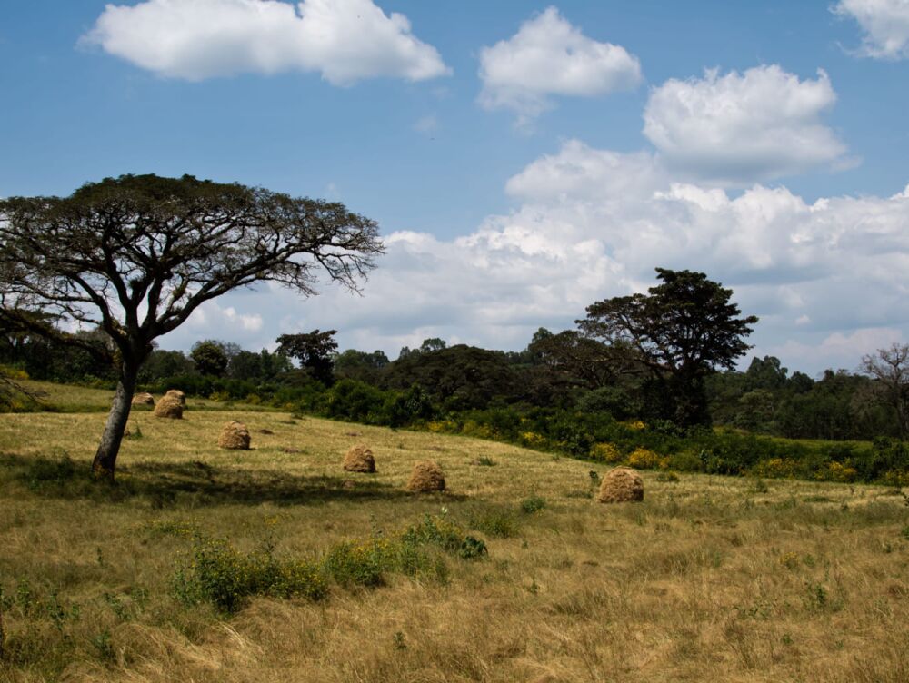 Yayu Relevant Actors